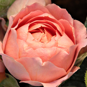 Rosa Amandine Chanel - rose - rosier nostalgique